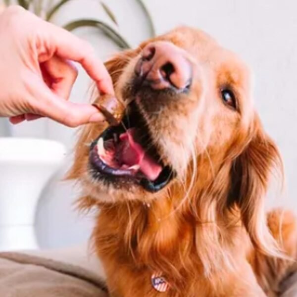Bravecto® Cães 250mg - Antipulgas e Carrapatos - Cães de 4,5 a 10kg - 1 Comp. Mastigável - MSD Saúde Animal - Imagem 15