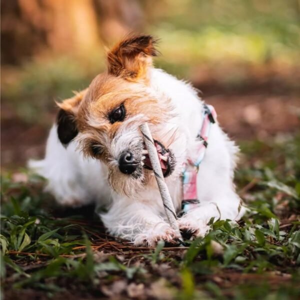 Mordedor Natural Pet Palitinho Bovino 4un P/Cachorro Natuka - Imagem 5
